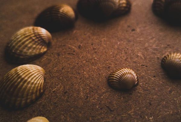 Arranged sea shells, illustrating a perfect pension plan